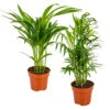2x Mélange De Palmiers D'intérieur - Dypsis-chamaedorea - Facile D'entretien – ⌀12 Cm - ↕20-45 Cm -Terre et Verdure 640b789d3d7505.86590872