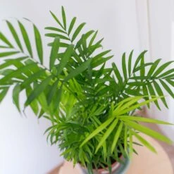 2x Mélange De Palmiers D'intérieur - Dypsis-chamaedorea - Facile D'entretien – ⌀12 Cm - ↕20-45 Cm -Terre et Verdure 640b789d46bf69.48332906