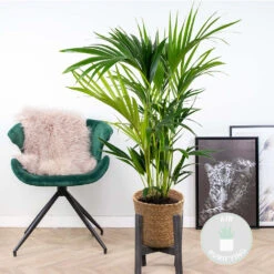 Howea Forsteriana Incl. Panier En Jonc De Mer - Palmier Kentia - Purificateur D'air - ⌀19 Cm - ↕90-100 Cm -Terre et Verdure 640b789e218945.08352404