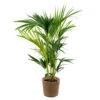 Howea Forsteriana Incl. Panier En Jonc De Mer - Palmier Kentia - Purificateur D'air - ⌀19 Cm - ↕90-100 Cm -Terre et Verdure 640b789e272846.58572555