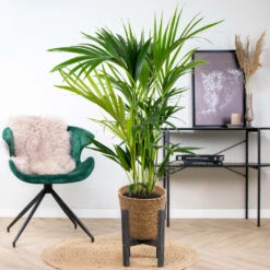 Howea Forsteriana Incl. Panier En Jonc De Mer - Palmier Kentia - Purificateur D'air - ⌀19 Cm - ↕90-100 Cm -Terre et Verdure 640b789e4b9212.65106370