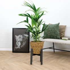 Howea Forsteriana Incl Seagrass Basket - Palmier Kentia - Purificateur D'air - ⌀19 Cm - ↕90-100 Cm -Terre et Verdure 640b78a05203e3.35589494