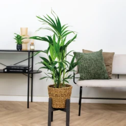 Howea Forsteriana Incl Seagrass Basket - Palmier Kentia - Purificateur D'air - ⌀19 Cm - ↕90-100 Cm -Terre et Verdure 640b78a0818a38.30649967