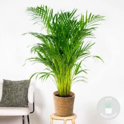 Dypsis Lutescens Incl. Panier En Jonc De Mer - Palmier Doré - ⌀21 Cm - ↕100-110 Cm -Terre et Verdure 640b78a166ebb5.84962354