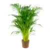 Dypsis Lutescens Incl. Panier En Jonc De Mer - Palmier Doré - ⌀21 Cm - ↕100-110 Cm -Terre et Verdure 640b78a16c22e7.25812699