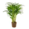 Dypsis Lutescens Incl. Panier En Jonc De Mer - Palmier Doré - ⌀20 Cm - ↕90-100 Cm -Terre et Verdure 640b78a2772ab2.00259752