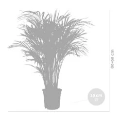 Dypsis Lutescens Incl. Panier En Jonc De Mer - Palmier Doré - ⌀20 Cm - ↕90-100 Cm -Terre et Verdure 640b78a2834a51.61402820