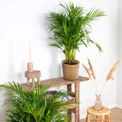 Dypsis Lutescens Incl. Panier En Jonc De Mer - Palmier Doré - ⌀20 Cm - ↕90-100 Cm -Terre et Verdure 640b78a2886787.17371081