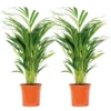 2x Dypsis Lutescens - Palmier Doré - Plante D'intérieur - Facile D'entretien - ⌀17 Cm - ↕60-70 Cm -Terre et Verdure 640b78a36c5031.14056318