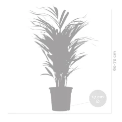 2x Dypsis Lutescens - Palmier Doré - Plante D'intérieur - Facile D'entretien - ⌀17 Cm - ↕60-70 Cm -Terre et Verdure 640b78a391d3f4.46710132
