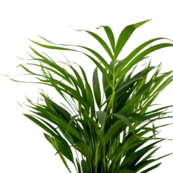 2x Dypsis Lutescens - Palmier Doré - Plante D'intérieur - Facile D'entretien - ⌀17 Cm - ↕60-70 Cm -Terre et Verdure 640b78a39680a7.80679516