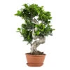 Ficus Microcarpa 'ginseng' En Forme De S – Bonsaï – Plante D'intérieur – ⌀22 Cm - ↕60-70 Cm -Terre et Verdure 640b78a4aba198.23690352