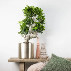 Ficus Microcarpa 'ginseng' En Forme De S – Bonsaï – Plante D'intérieur – ⌀22 Cm - ↕60-70 Cm 10 Ficus Microcarpa 'ginseng' En Forme De S – Bonsaï – Plante D'intérieur – ⌀22 Cm - ↕60-70 Cm -Terre et Verdure 640b78a4b84080.59068324