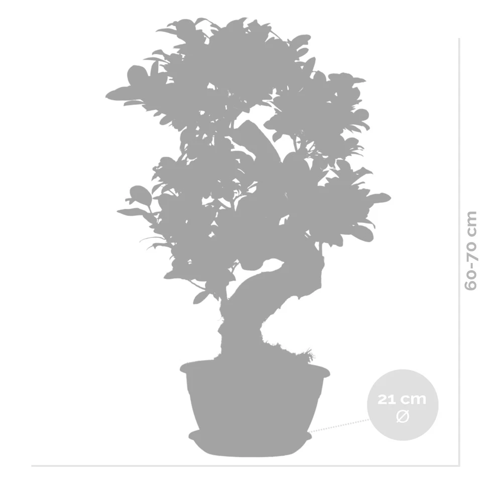 Ficus Microcarpa 'ginseng' En Forme De S – Bonsaï – Plante D'intérieur – ⌀22 Cm - ↕60-70 Cm 7 Ficus Microcarpa 'ginseng' En Forme De S – Bonsaï – Plante D'intérieur – ⌀22 Cm - ↕60-70 Cm – Image 5
