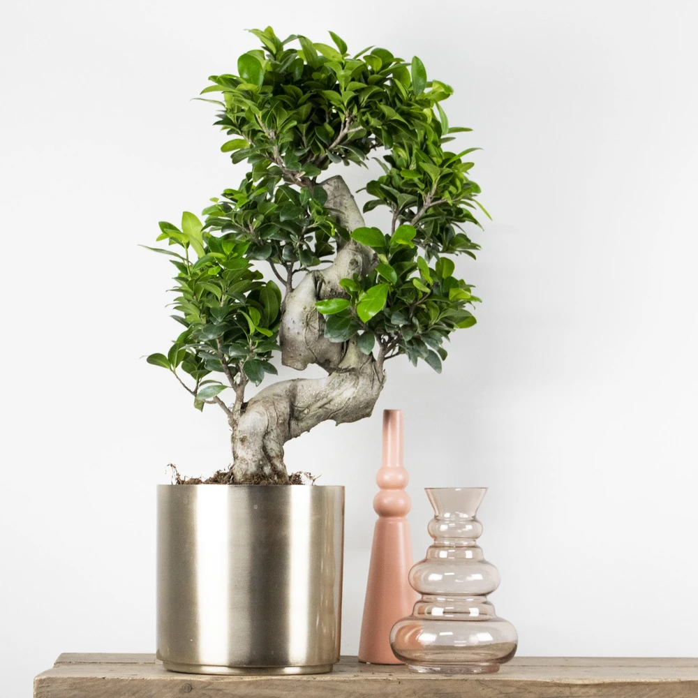 2x Ficus Microcarpa 'ginseng' En Forme De S – Bonsaï – Plante D'intérieur – ⌀22 Cm - ↕60-70 Cm 4 2x Ficus Microcarpa 'ginseng' En Forme De S – Bonsaï – Plante D'intérieur – ⌀22 Cm - ↕60-70 Cm – Image 2