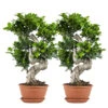 2x Ficus Microcarpa 'ginseng' En Forme De S – Bonsaï – Plante D'intérieur – ⌀22 Cm - ↕60-70 Cm 2 2x Ficus Microcarpa 'ginseng' En Forme De S – Bonsaï – Plante D'intérieur – ⌀22 Cm - ↕60-70 Cm -Terre et Verdure 640b78a5b7e801.40733972