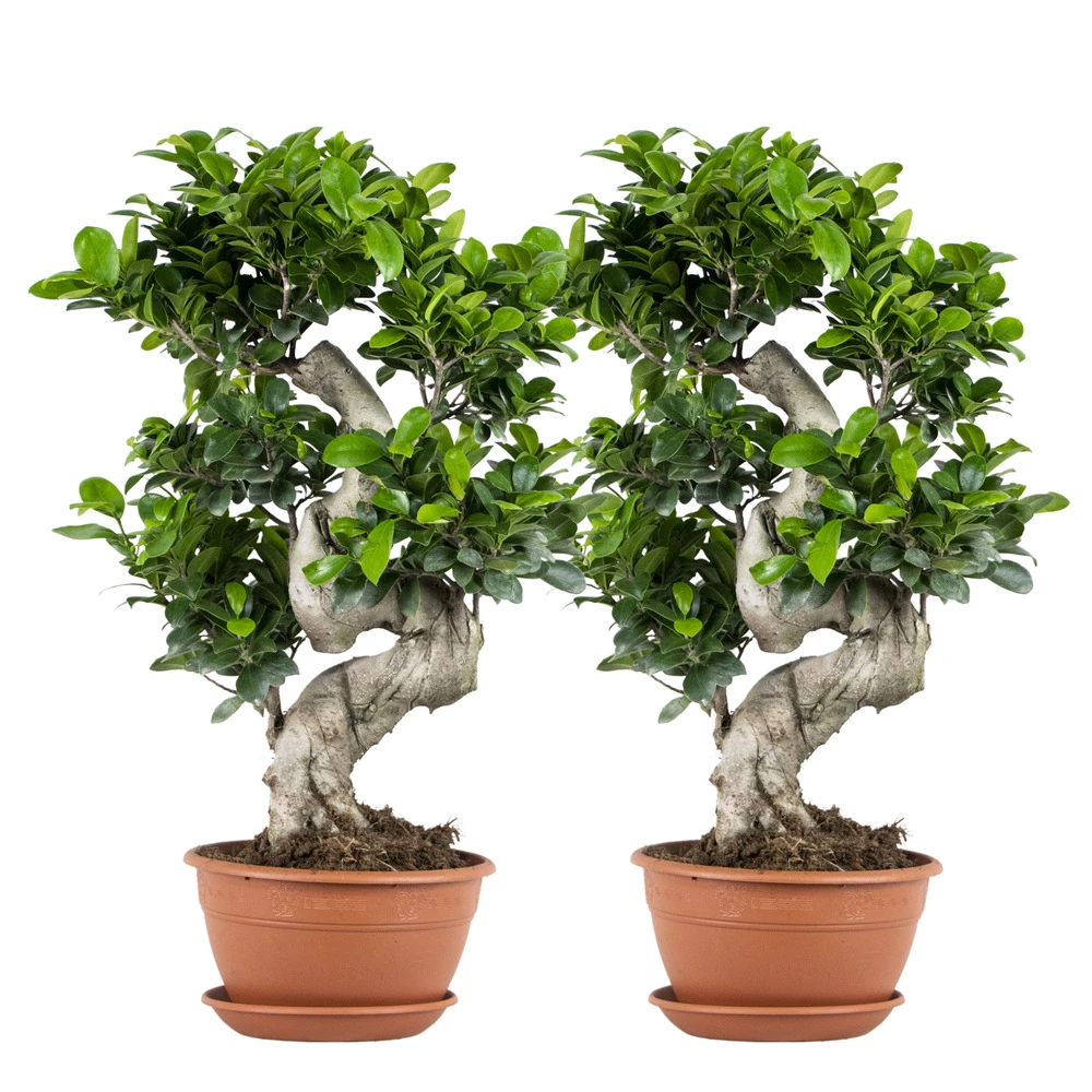 2x Ficus Microcarpa 'ginseng' En Forme De S – Bonsaï – Plante D'intérieur – ⌀22 Cm - ↕60-70 Cm 3 2x Ficus Microcarpa 'ginseng' En Forme De S – Bonsaï – Plante D'intérieur – ⌀22 Cm - ↕60-70 Cm