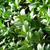 Buis Sempervirens Faulkner/godet - 5/20 Cm