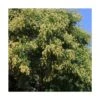 Savonnier Paniculata/pot De 10l - 125/150 Cm -Terre et Verdure 6411c5068e63f6.96063861