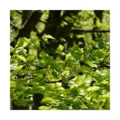 Hêtre Commun Sylvatica/pot De 7,5l - 60/80 Cm -Terre et Verdure 6411c521126554.18080660