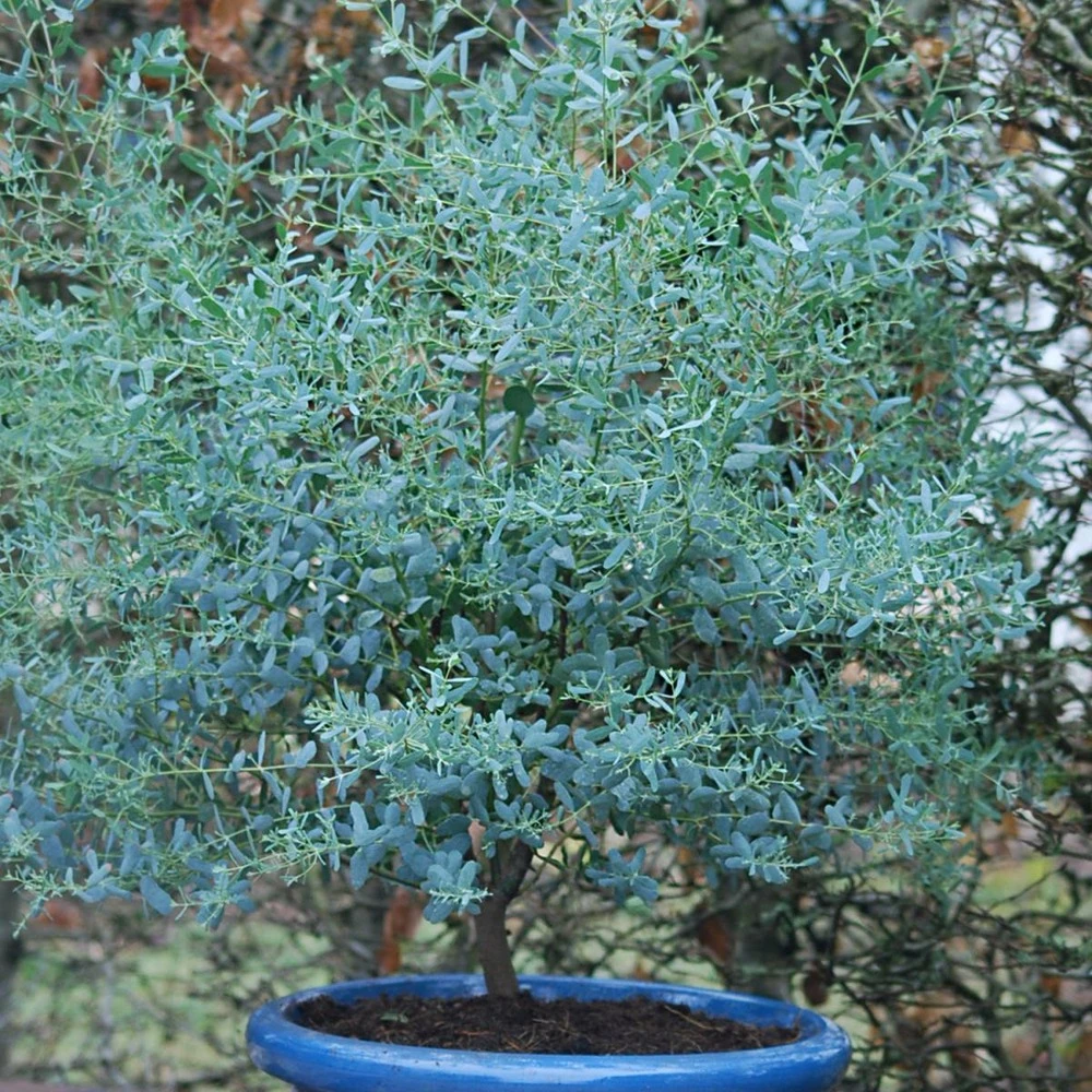 Eucalyptus Gunni France Bleu® 'rengun'/pot De 7,5l - 40/60 Cm 3 Eucalyptus Gunni France Bleu® 'rengun'/pot De 7,5l - 40/60 Cm
