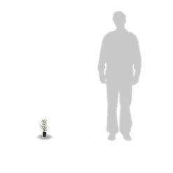 Eucalyptus Gunni France Bleu® 'rengun'/pot De 7,5l - 40/60 Cm 14 Eucalyptus Gunni France Bleu® 'rengun'/pot De 7,5l - 40/60 Cm -Terre et Verdure 6411c525786818.65301056