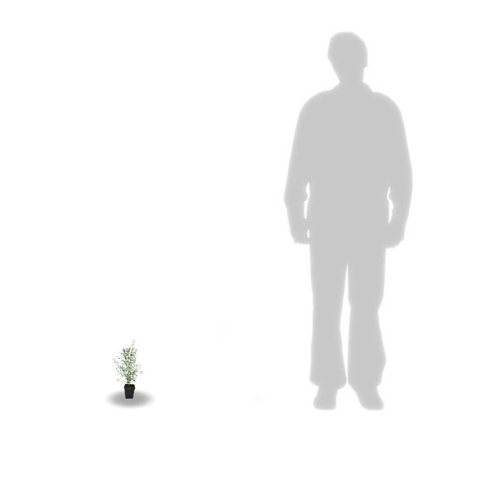 Eucalyptus Gunni France Bleu® 'rengun'/pot De 7,5l - 40/60 Cm 8 Eucalyptus Gunni France Bleu® 'rengun'/pot De 7,5l - 40/60 Cm – Image 6