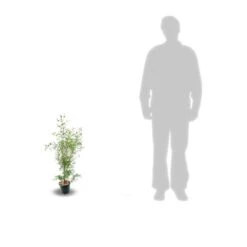 Eucalyptus Gunni France Bleu® 'rengun'/pot De 7,5l - 40/60 Cm 15 Eucalyptus Gunni France Bleu® 'rengun'/pot De 7,5l - 40/60 Cm -Terre et Verdure 6411c525840195.31640674