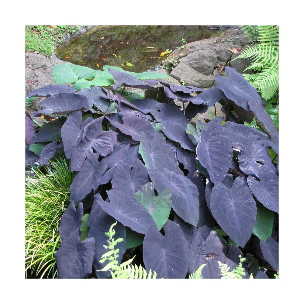 Colocasia Kona Coffee/pot De 5l - 40/60 Cm 3 Colocasia Kona Coffee/pot De 5l - 40/60 Cm