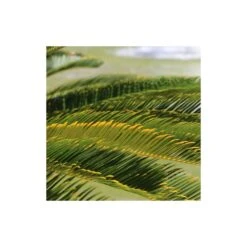 Cycas Du Japon/pot De 70l - Stipe 40/50 Cm 7 Cycas Du Japon/pot De 70l - Stipe 40/50 Cm -Terre et Verdure 6411c5d6b12716.28247307