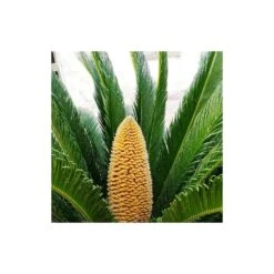 Cycas Du Japon/pot De 70l - Stipe 40/50 Cm 8 Cycas Du Japon/pot De 70l - Stipe 40/50 Cm -Terre et Verdure 6411c5d6b49964.14762955