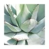 Agave Parryi/pot De 7,5l -Terre et Verdure 6411c5de68ba74.28269650