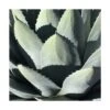 Agave Parryi Chihuahua/pot De 5l 2 Agave Parryi Chihuahua/pot De 5l -Terre et Verdure 6411c5eb055fd1.09201035