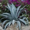 Agave D'amérique Americana/pot De 4l - 20/40 Cm -Terre et Verdure 6411c618ceba04.62315118