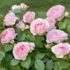 Rosier Sophia Romantica ® Meisselpier Le Pot De 2l -Terre et Verdure 6412103b6ab716.36618419