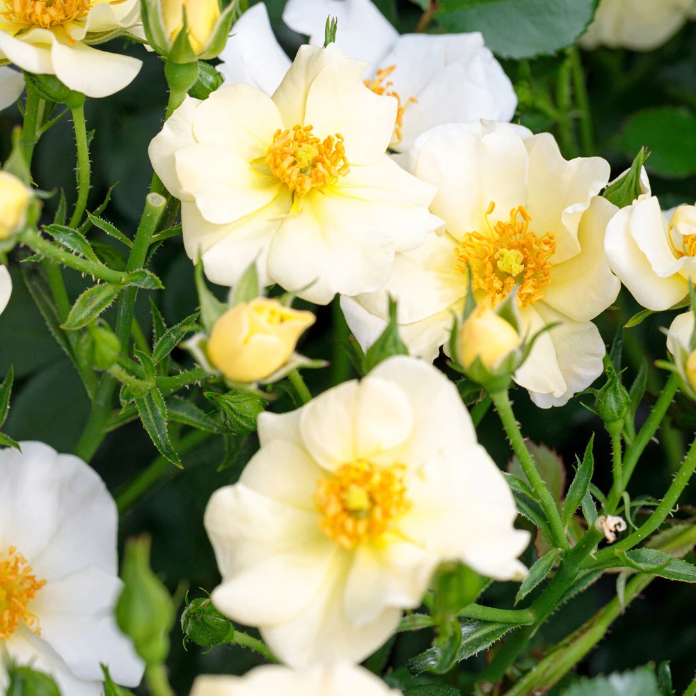 Rosier Pretty ® Cream Meizhakari Le Lot De 3 Godets 3 Rosier Pretty ® Cream Meizhakari Le Lot De 3 Godets