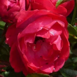 Rosier Miniature 'fêtes Des Mères' -