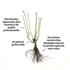 Rosier 'diorama' - -Terre et Verdure 6419b64b16ab27.97474187