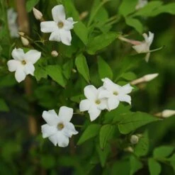 Jasmin Officinal 'affine' - Jasminum Officinalis 3l -Terre et Verdure 641db2f9f119f9.71093861