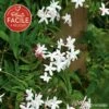 Jasmin Officinal 'affine' - Jasminum Officinalis 3l 1 Jasmin Officinal 'affine' - Jasminum Officinalis 3l -Terre et Verdure 641db2fa078b20.14259087