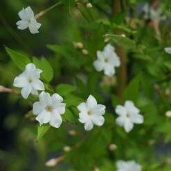 Jasmin Officinal 'affine' - Jasminum Officinalis 3l -Terre et Verdure 641db2fa134182.77975992