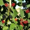 Mûre 'thornfree'- Rubus Fruticosus 3l -Terre et Verdure 641db340834f31.34618991