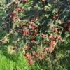 Mûre 'géante Des Jardins' - Rubus Fruticosus 3l -Terre et Verdure 641db341a48529.45256720