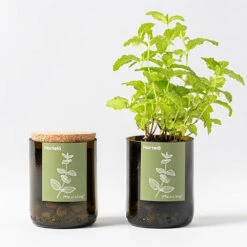 Kit Bouteille Prêt à Pousser Menthe -Terre et Verdure 6420e04aa932a8.22366654