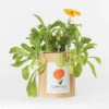 Sac Papier Prêt à Cultiver Calendula -Terre et Verdure 6420e04cd029c8.14627911