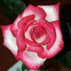 Rosier 'pascal Sevran' -