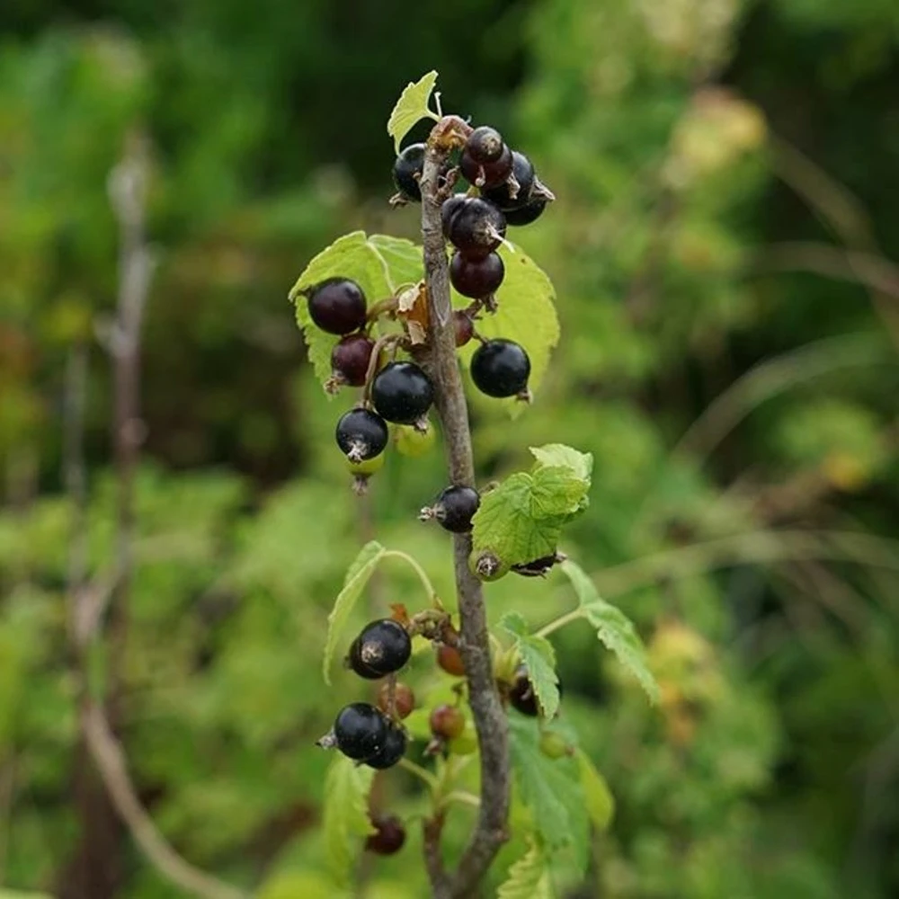 Cassissier 'andega' - Cassissier Nigrum 3l 4 Cassissier 'andega' - Cassissier Nigrum 3l – Image 2