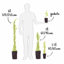 Framboisier 'malling Promise' - Framboisier Malling Promise 1.5l -Terre et Verdure 6420e0ab4db339.77924505