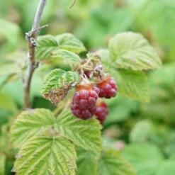 Framboisier 'malling Promise' - Framboisier Malling Promise 1.5l -Terre et Verdure 6420e0ab5cc5d5.74943359