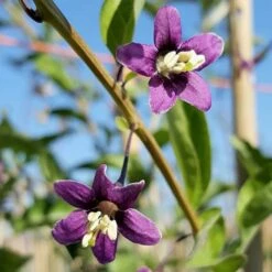 Baie De Goji - Lycium Barbarum 3l -Terre et Verdure 6420e0ac4281f6.34742534